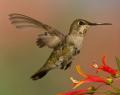 Alpine Hummingbirds-2886.jpg